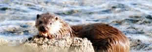 Otter