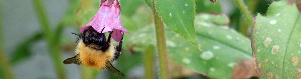 Busy bee Ardnamurchan Scotland