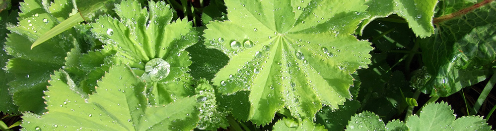 Dew Drops