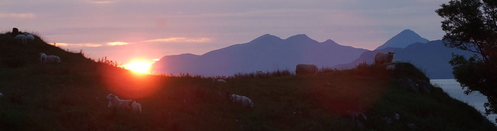 Sheep in Sunset Ardnamurchan Scotland