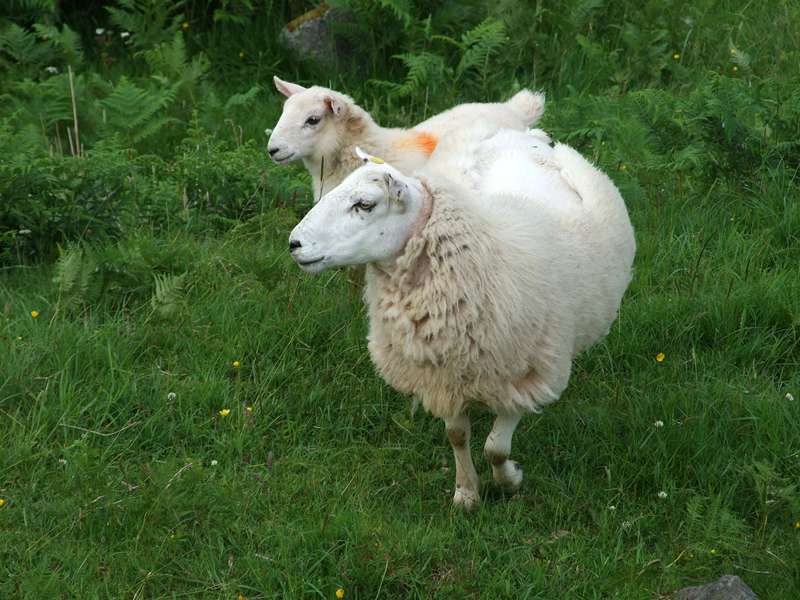 Baaahh!