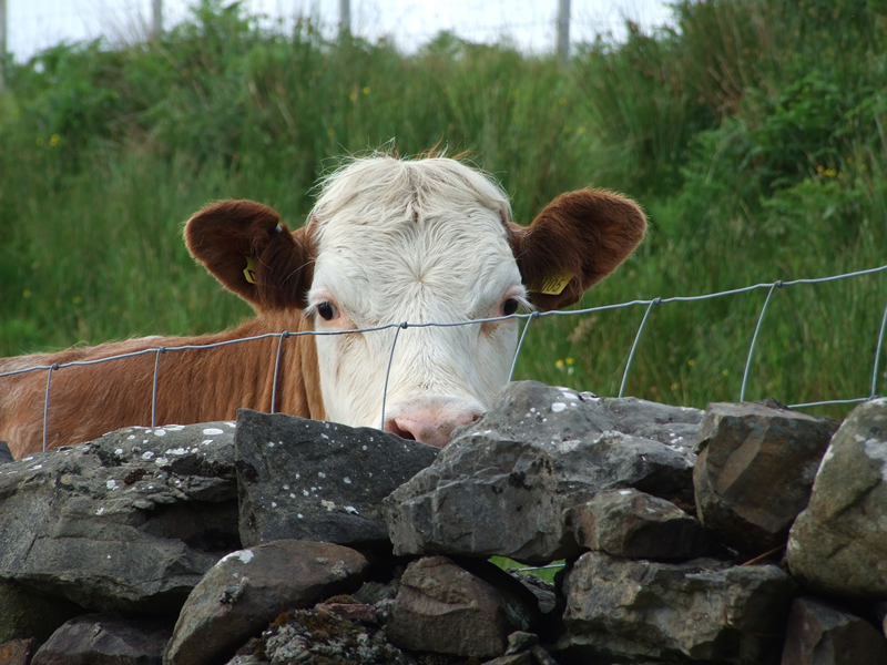 Cow