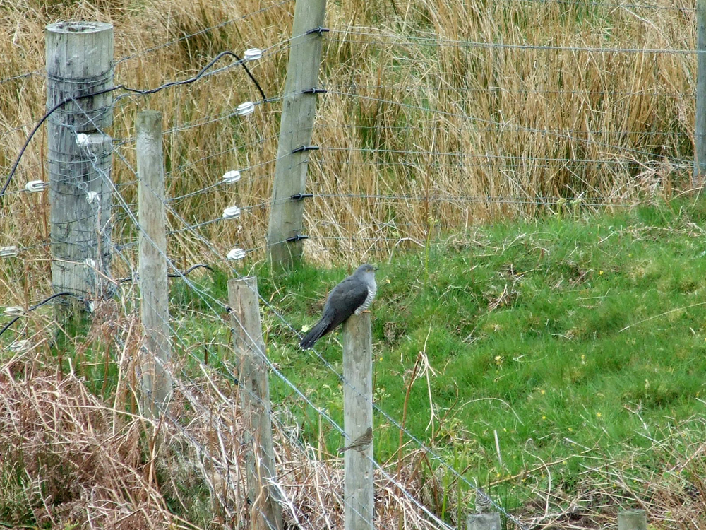 Cuckoo Ardnamurchan Scotland