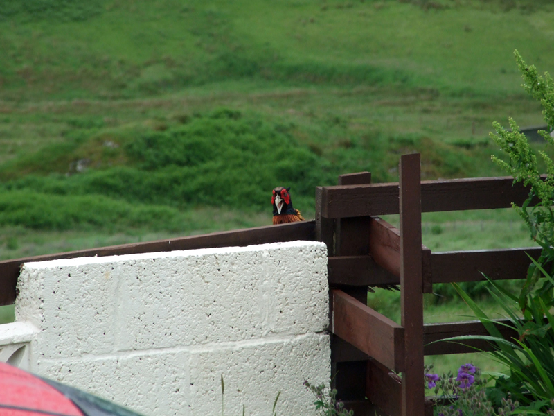 Pheasant