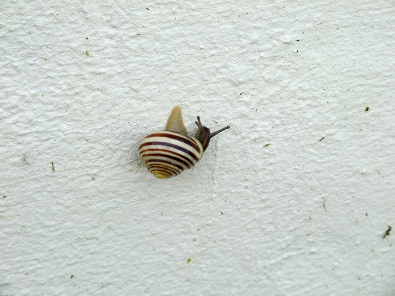 Snail